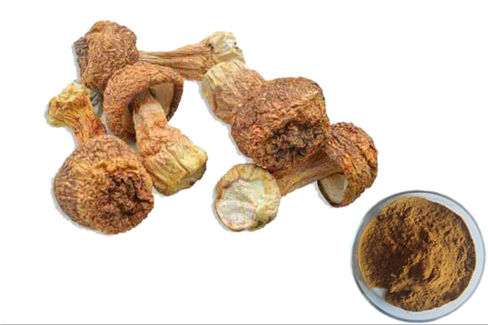 Agaricus Blazei Mushroom Extract Agaricus Blazei Mushroom Extract